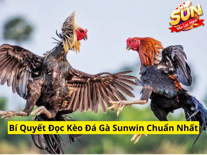 Bí quyết đọc kèo đá gà Sunwin chuẩn nhất