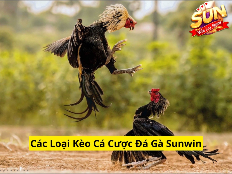Các loại kèo cá cược đá gà Sunwin