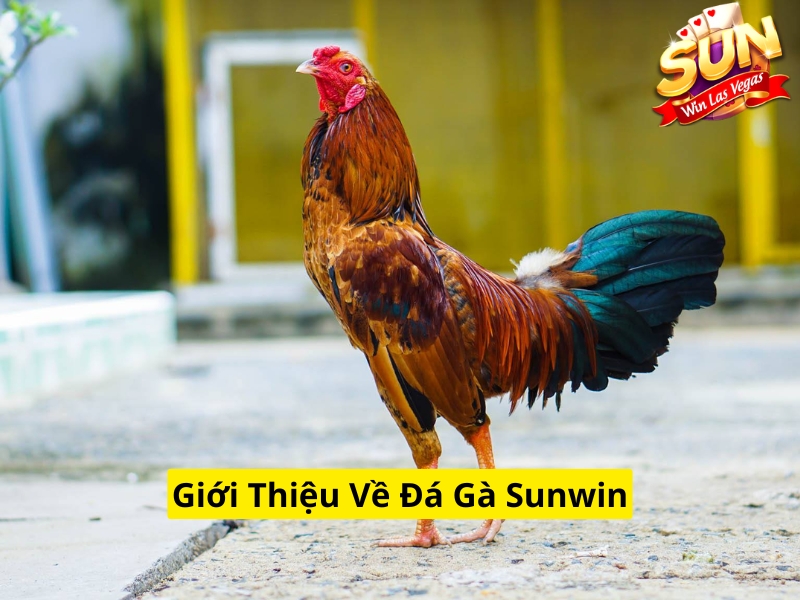 Giới thiệu về đá gà Sunwin
